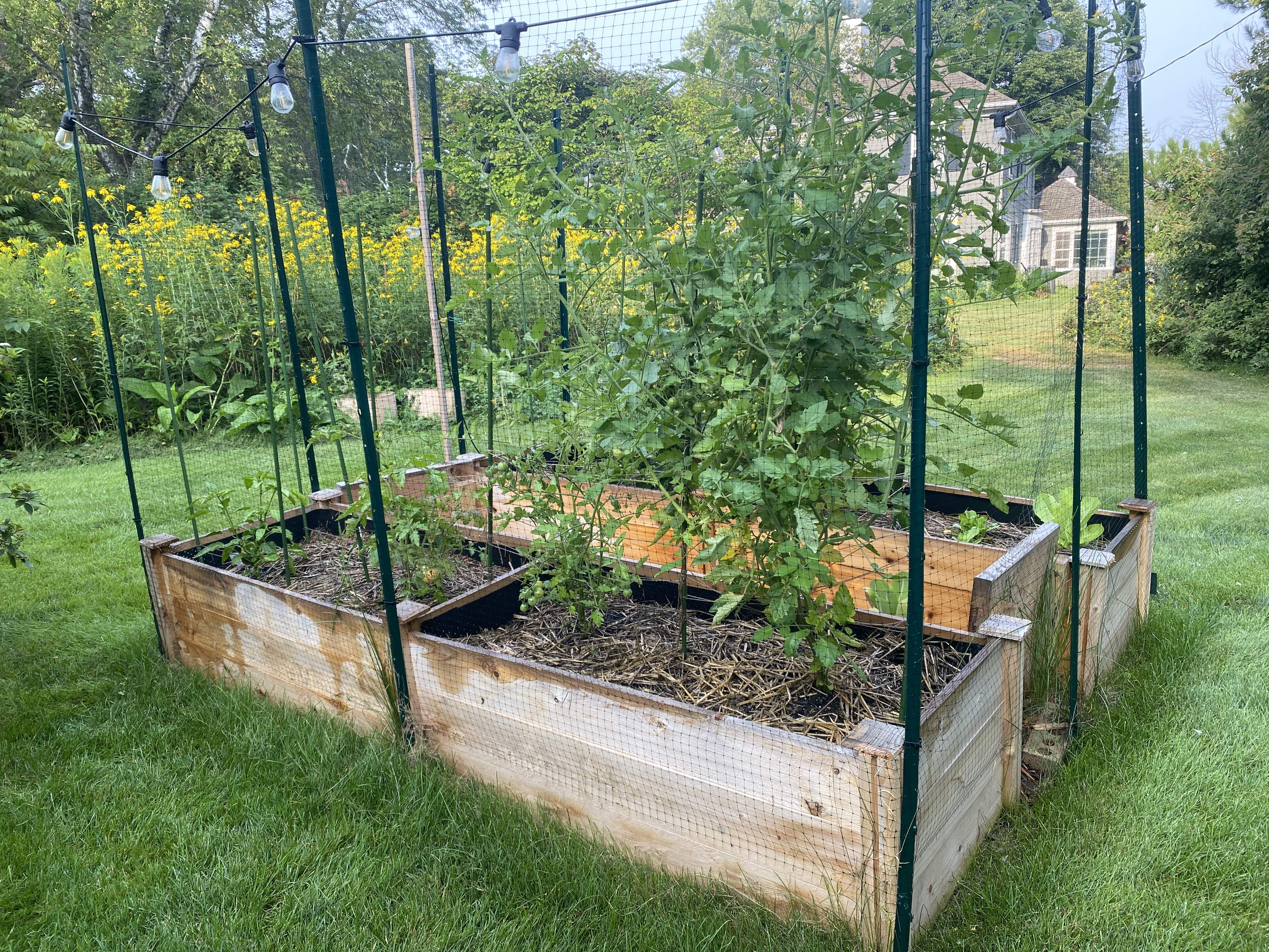 Green backyard garden with cedar raised beds and a gray home in the background